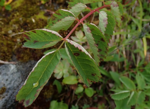 Sanguisorba stipulata, photograph 6