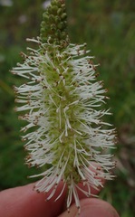 (c) Donald Hampton, some rights reserved (CC BY-SA) Sanguisorba stipulata, photograph (c) Donald Hampton, some rights reserved (CC BY-SA)