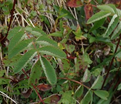 (c) Donald Hampton, some rights reserved (CC BY-SA) Sanguisorba stipulata, photograph (c) Donald Hampton, some rights reserved (CC BY-SA)