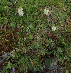 (c) Donald Hampton, some rights reserved (CC BY-SA) Sanguisorba stipulata, photograph (c) Donald Hampton, some rights reserved (CC BY-SA)