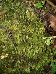 Hypnodendron arcuatum