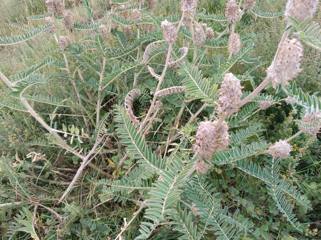 Astragalus alopecurus; photograph (c) Maria Kohanovskaya, some rights reserved (CC BY)