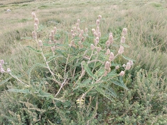 (c) Maria Kohanovskaya, some rights reserved (CC BY) Astragalus alopecurus, photograph (c) Maria Kohanovskaya, some rights reserved (CC BY)