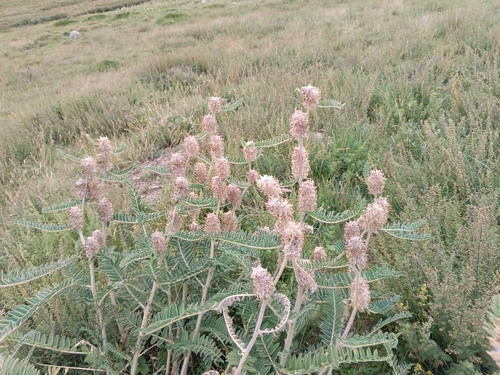 Astragalus alopecurus, photograph 3