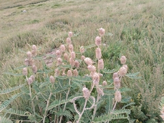 (c) Maria Kohanovskaya, some rights reserved (CC BY) Astragalus alopecurus, photograph (c) Maria Kohanovskaya, some rights reserved (CC BY)