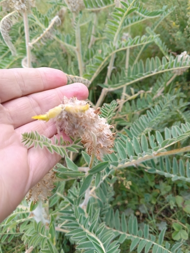 Astragalus alopecurus, photograph 4