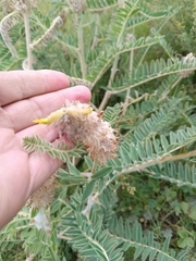 (c) Maria Kohanovskaya, some rights reserved (CC BY) Astragalus alopecurus, photograph (c) Maria Kohanovskaya, some rights reserved (CC BY)