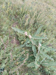 (c) Maria Kohanovskaya, some rights reserved (CC BY) Astragalus alopecurus, photograph (c) Maria Kohanovskaya, some rights reserved (CC BY)