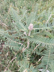Astragalus alopecurus, photograph (c) Maria Kohanovskaya, some rights reserved (CC BY)