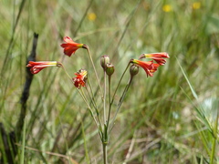 Alstroemeria gardneri