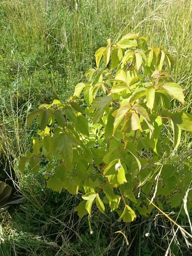 box elder