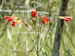Alstroemeria gardneri