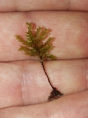 Hypnodendron arcuatum