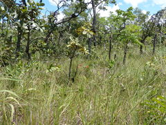Alstroemeria gardneri