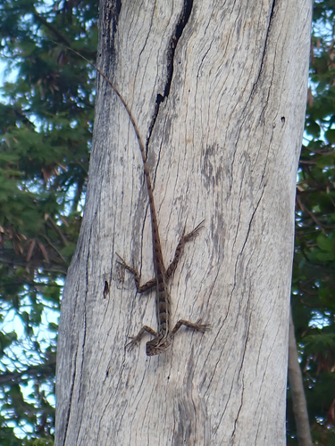 Indian Garden Lizard