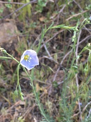 Linum pratense