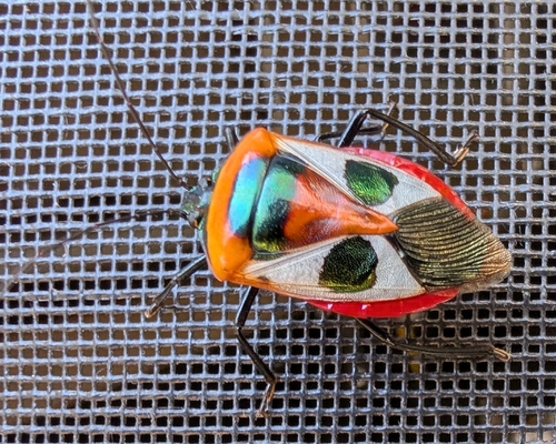 Catacanthus punctus