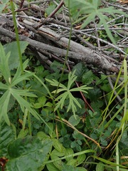 Aconitum delphiniifolium, photograph (c) Donald Hampton, some rights reserved (CC BY-SA)