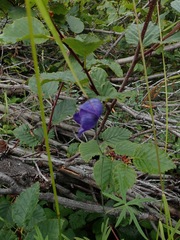 Aconitum delphiniifolium, photograph (c) Donald Hampton, some rights reserved (CC BY-SA)