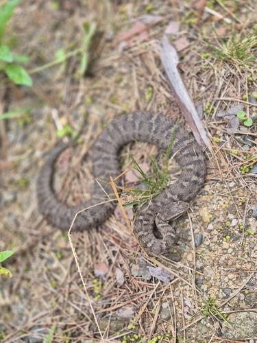 Ussuri Mamushi