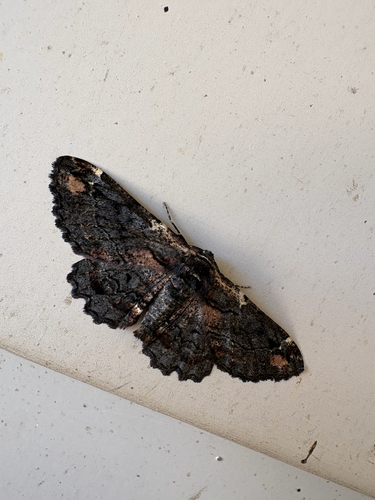 Sinister Moth