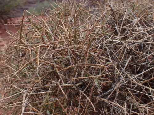 Spiny Greasebush