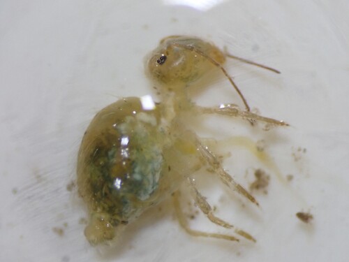 Lucerneflea, Lincoln, New Zealand, photo 9 of 10
