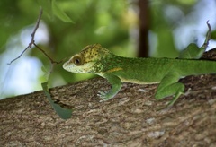 Anolis smallwoodi