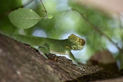 Anolis smallwoodi