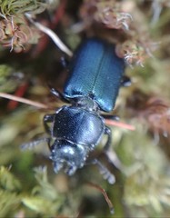Platycerus oregonensis