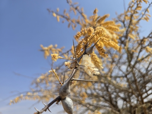 Vachellia bussei