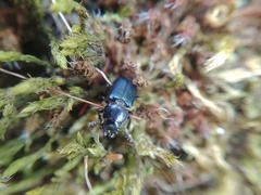 Platycerus oregonensis