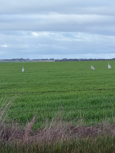 Brolga