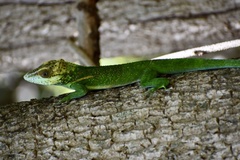 Anolis smallwoodi