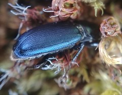 Platycerus oregonensis