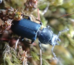 Platycerus oregonensis