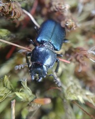 Platycerus oregonensis