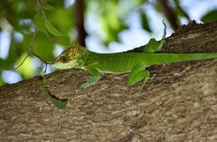 Anolis smallwoodi