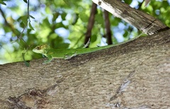 Anolis smallwoodi