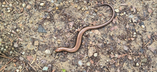 Scincella huanrenensis