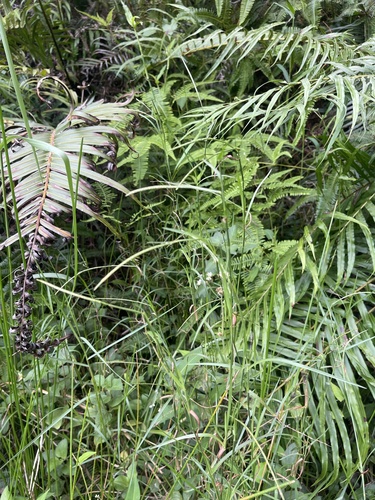 Hemarthria compressa observed 2026-08-19