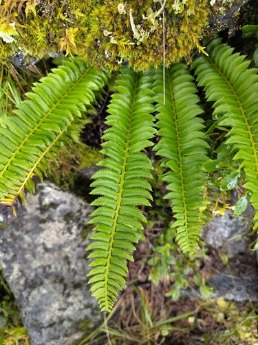 northern holly fern