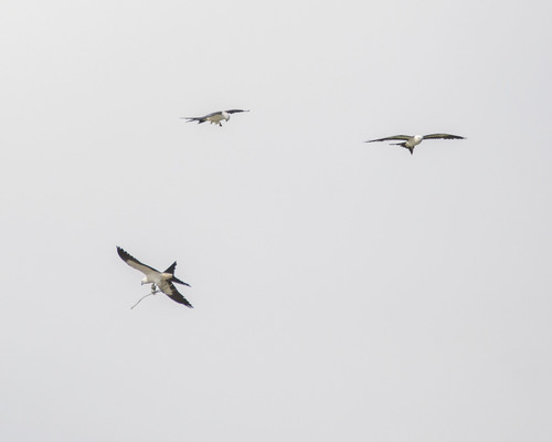 Swallow-tailed Kite photographed in Mississippi
