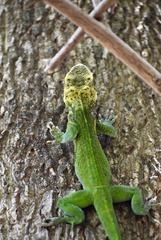 Anolis smallwoodi