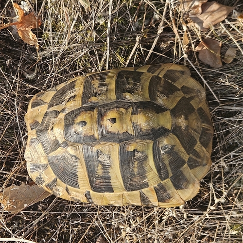Hermann's Tortoise
