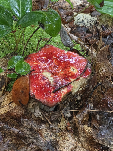 Hypomyces