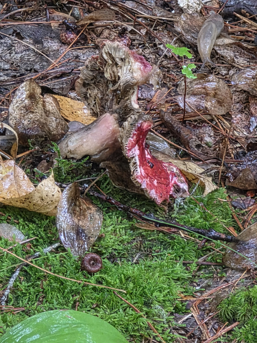 Hypocreaceae