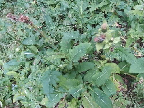 Cabbage Thistle