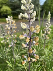 Lupinus oreganus