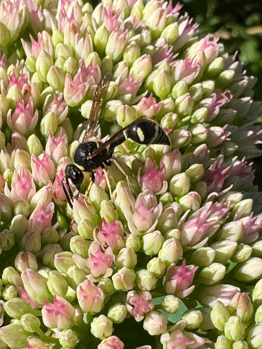 Stenogaster, 2026-08-20